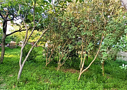 Продаю земельный участок в Адлере с видом на Олимпийский парк Сочи г, Школьная фото 6