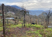 Продаю земельный участок в Галицыно Сочи г, Галицыно с, Батайская фото 4